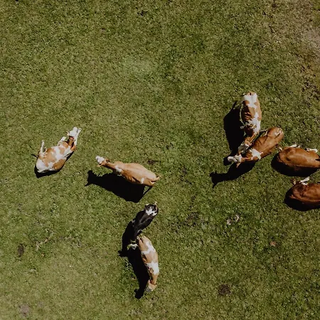 Kuhlinarik Going am Wilden Kaiser