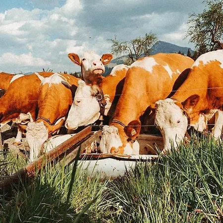 Kuhlinarik דירה Going am Wilden Kaiser