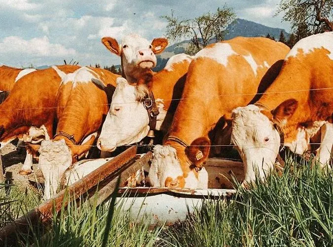 Kuhlinarik Apartamento Going am Wilden Kaiser